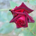 百家樂補牌規則完全圖解｜第三張牌什麼時候補？莊閒補牌條件一張表搞定